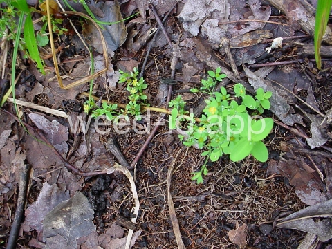 St. John's-wort, dwarf
